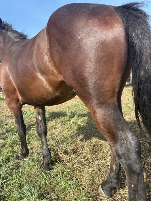 Vand manz semigreu 1 an jumate