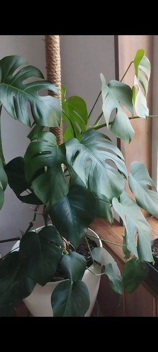 Монстера для школы, класса, колледжа, офиса.