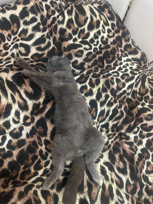 Продаёться скотиш фолд