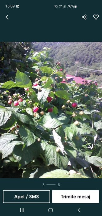 Vând butasi de zmeură de diferite soiuri