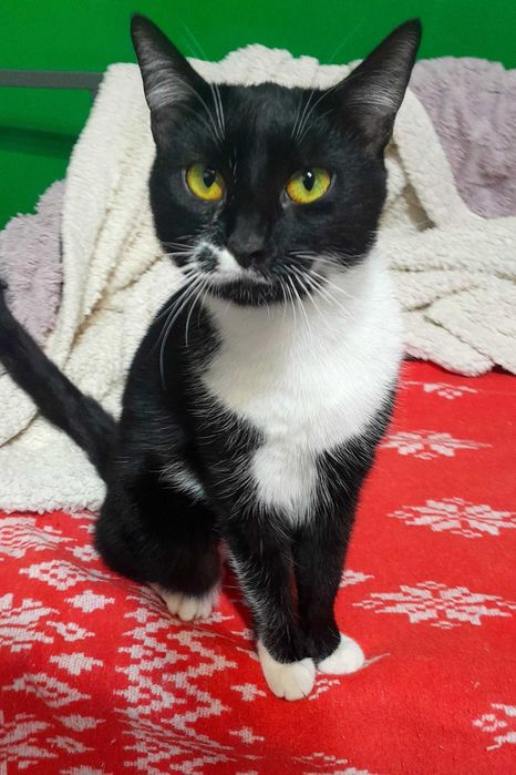 Adoptie pisica neagra Andra
