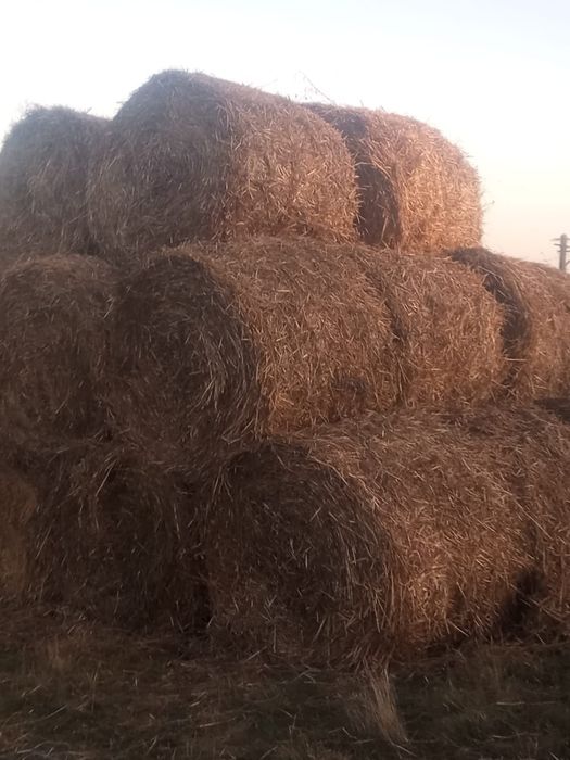 Baloți de paie cu buriană