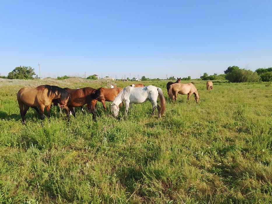 Қымыз таза қымыз Саумал