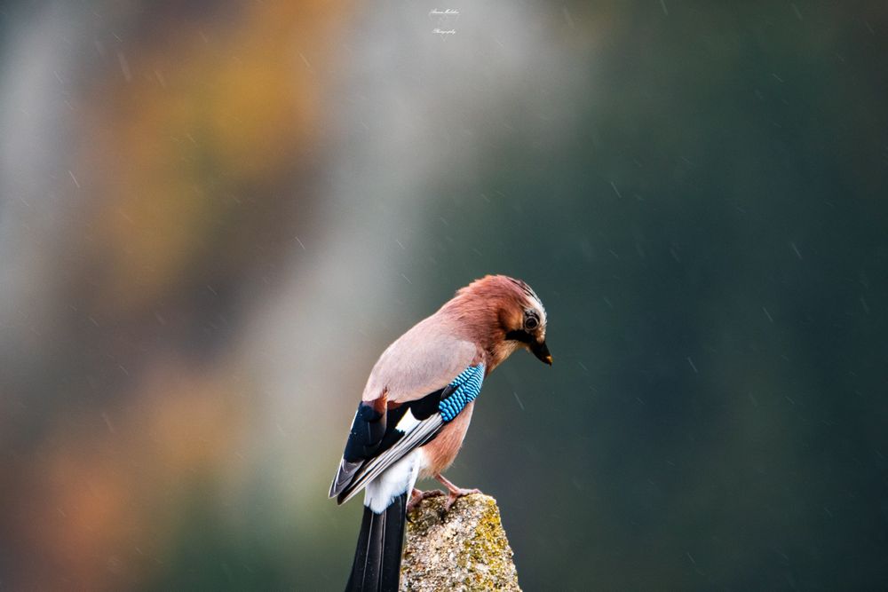 Телеобектив Sigma DG 150-500mm f5-6.3 APO HSM за Nikon