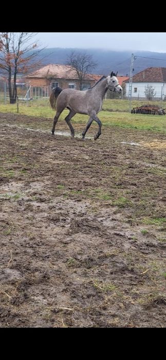 Iapa 5 ani pur sange arab