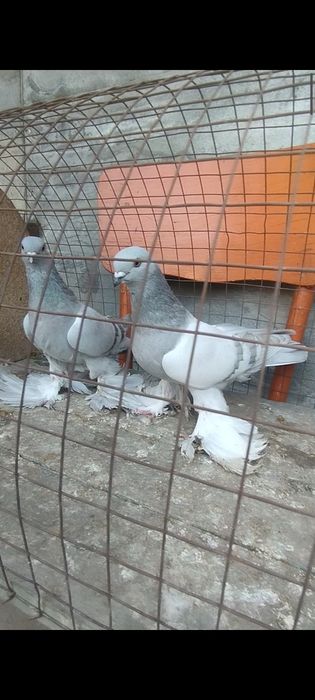Голуби на гребле