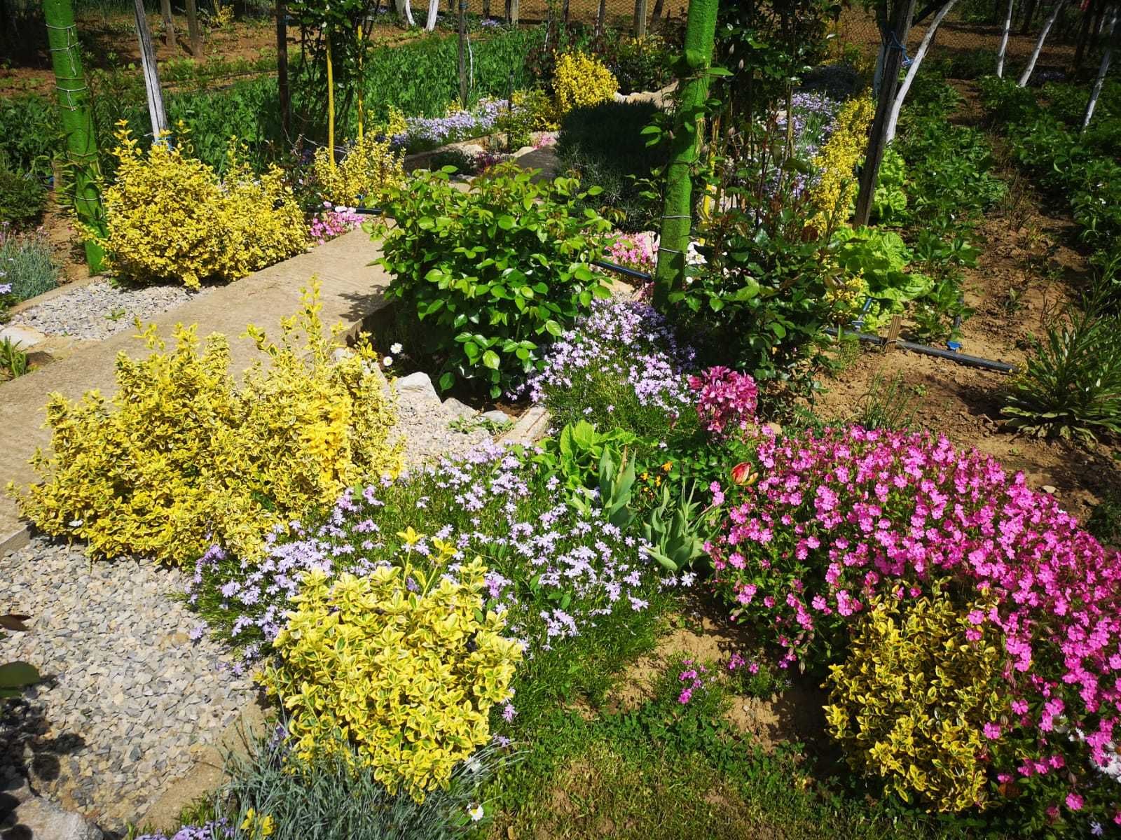 Vând plante euonymus fortunei emerald gold și euonymus gayeti