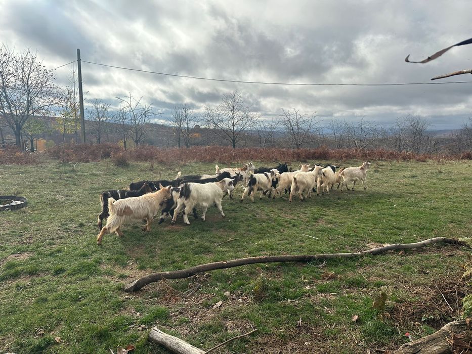 Vând la pachet oi și capre