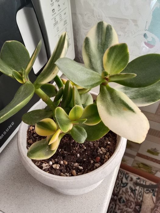 Толстянка вариегатная или денежное дерево