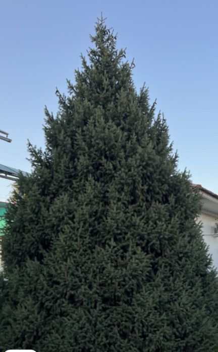 Ёлку продам 6 метровый
