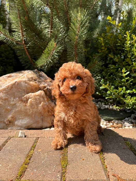 Той пудель - подарочки