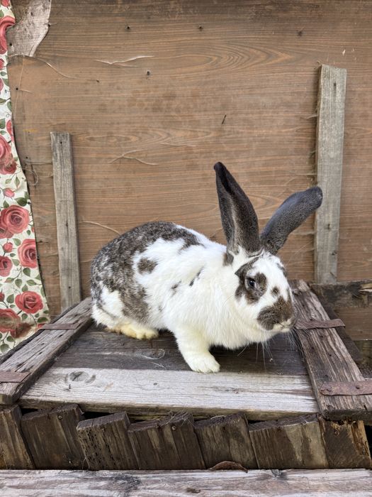 Femela fluture german