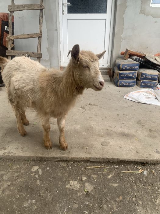 Vand iezi mai multe detalii in privat