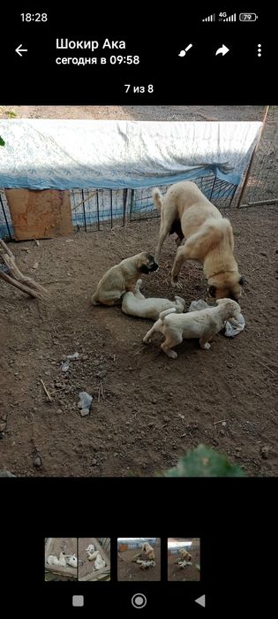 Турк Канголи сотилади