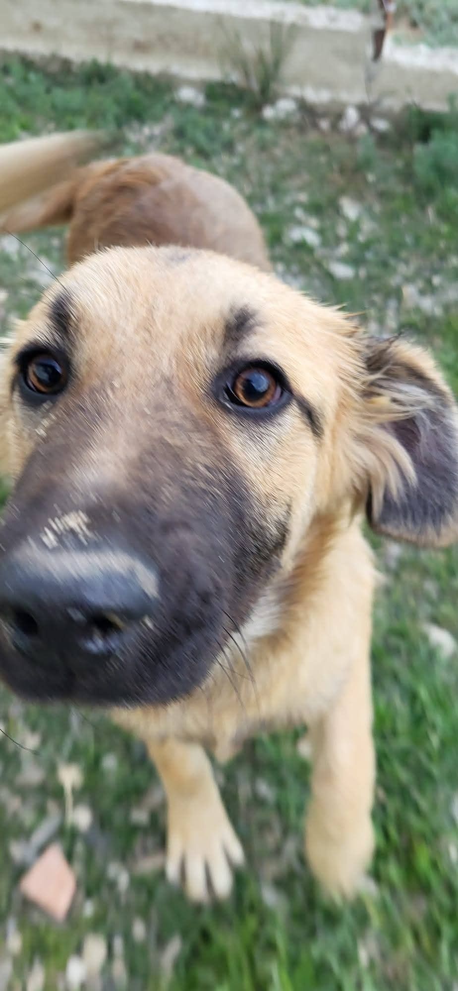 Căutăm familii pentru 6 cățeluși abandonați