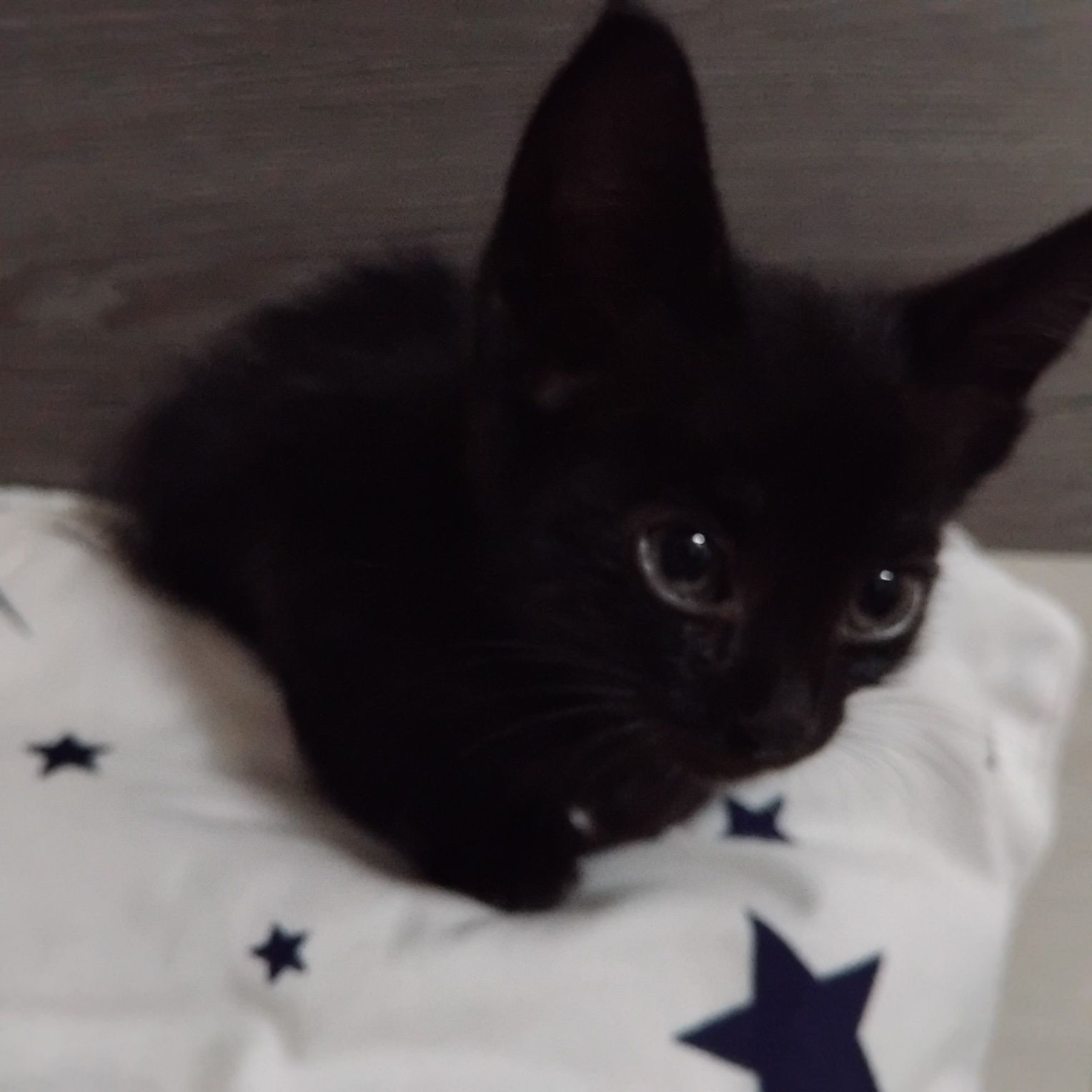 Отдаем котят  в хорошие руки