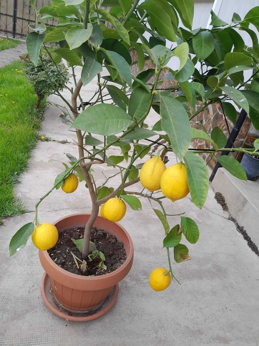 Vand Lamai la ghiveci