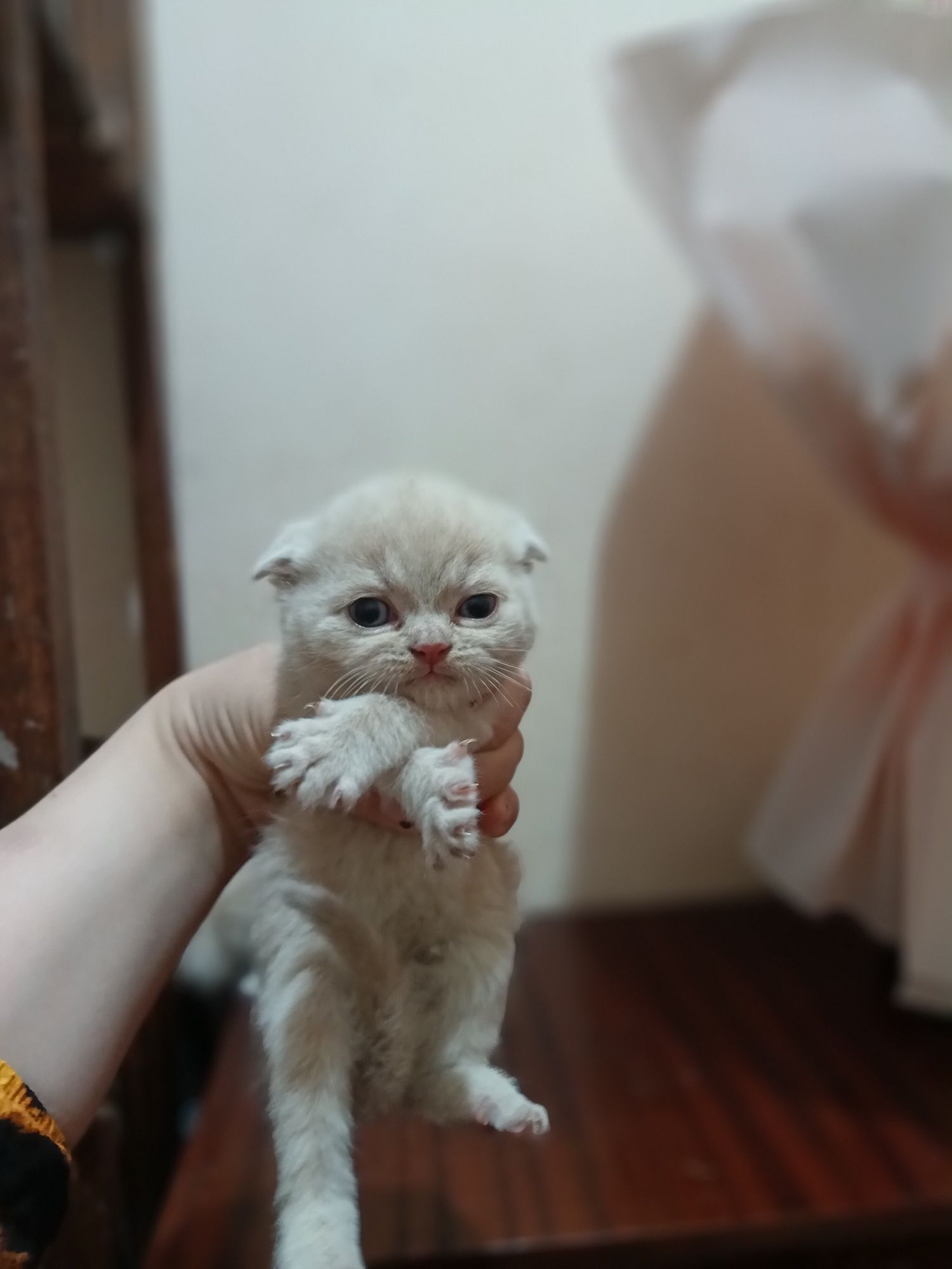 Scottish fold va strayt sotuvda