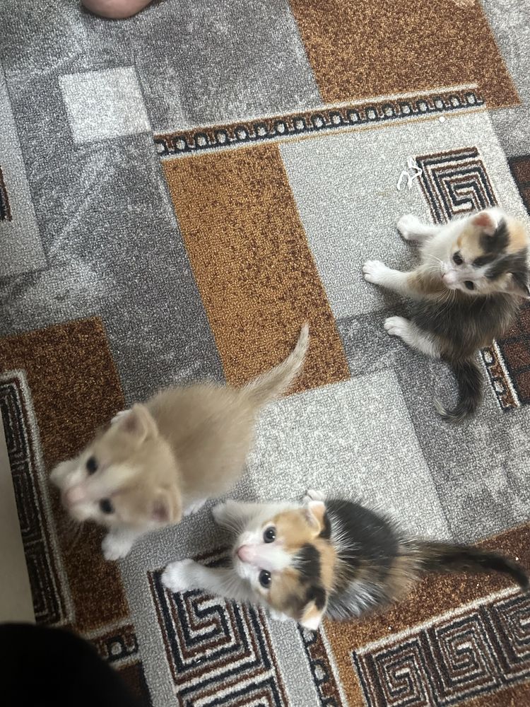Котята котята котята