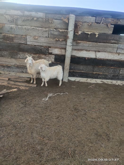 Ешкі      сатылады