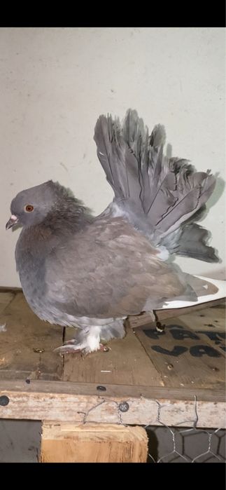 Voltari indiani schimb