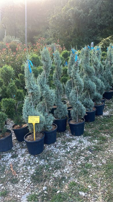 Plante ornamentale diferite forme