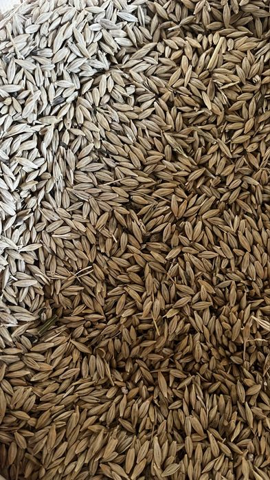 Арпа, ячмень