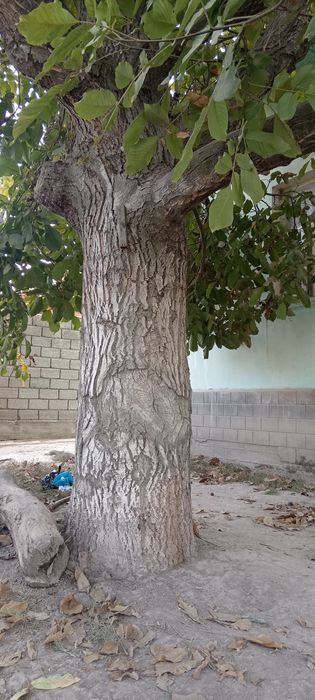 Yong'oq daraxti sotiladi diametr 170cm narxi 300 dollor