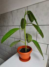 Ficus - planta matura