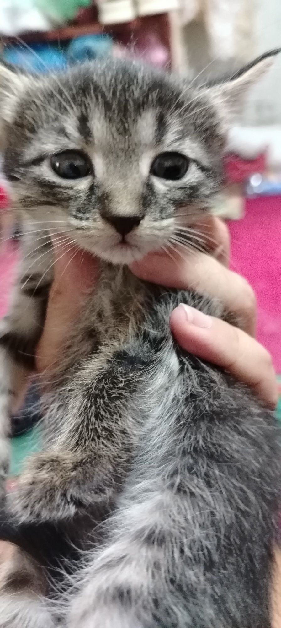 Домашние котята девочки