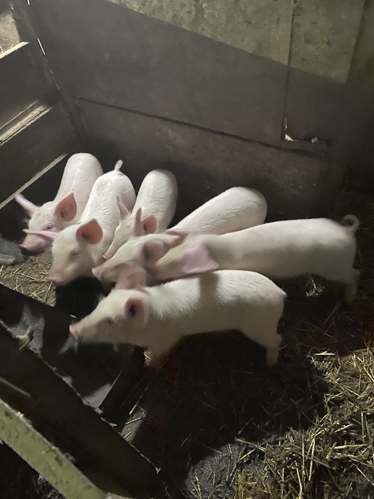 Продавам прасенца