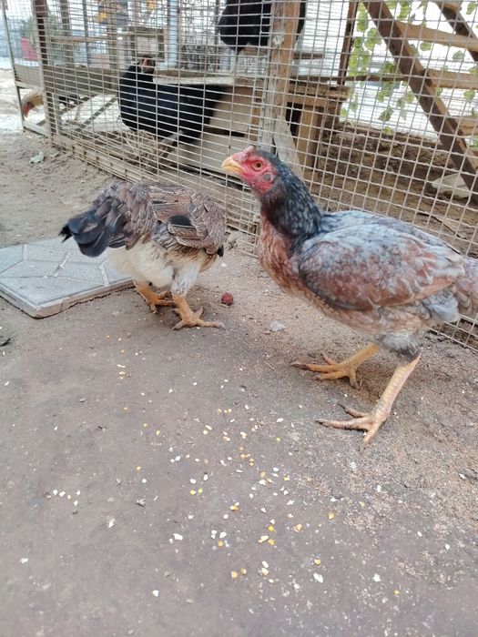 Boboqi dakan horoz tovu sotiladi