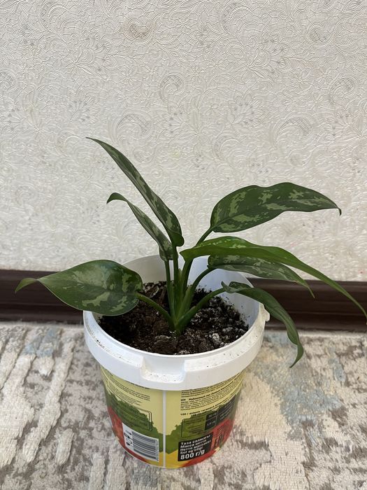 Аглаонема 2000 тенге