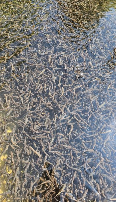 Vand puiet păstrăv fântânel