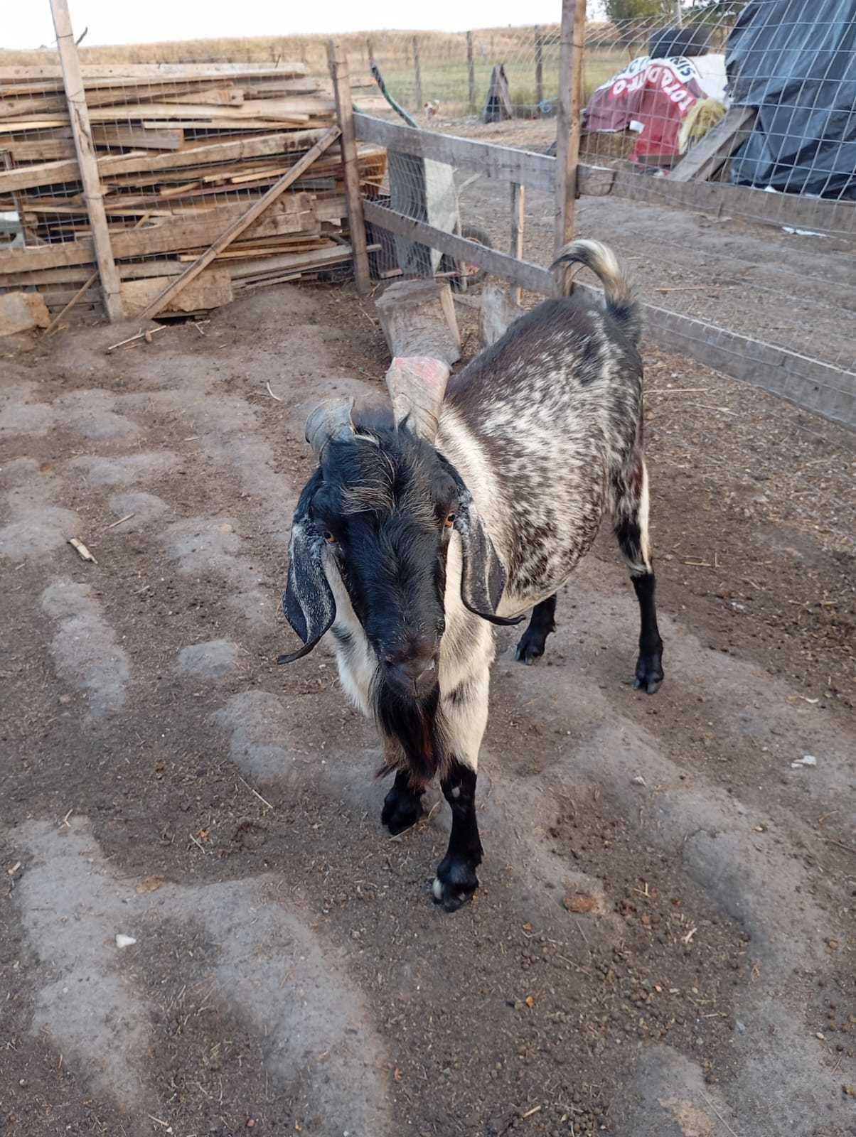 Tap de vanzare al 2 an