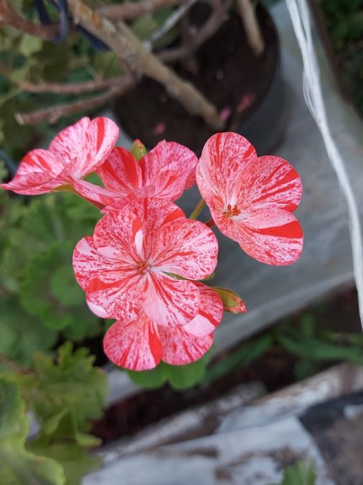 Герани раздичных сортов, множество цветов