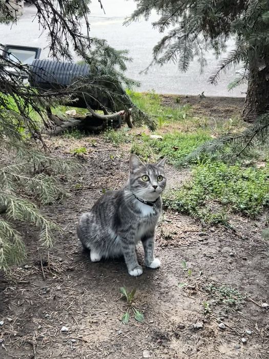 Ищем дом кошечке