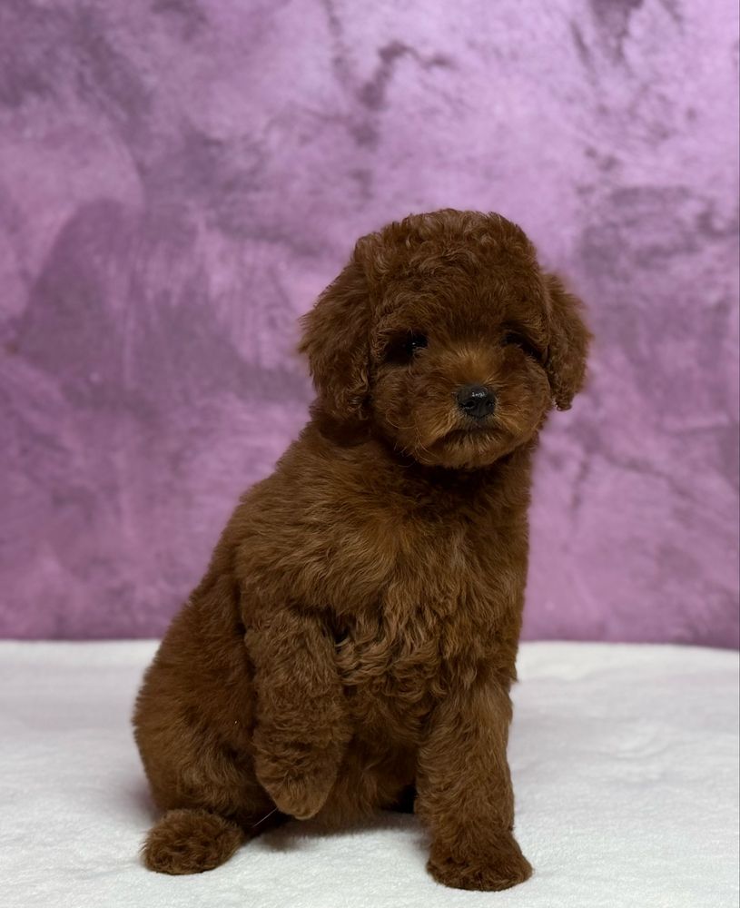 Poodle TOY RED - cu pedigree!