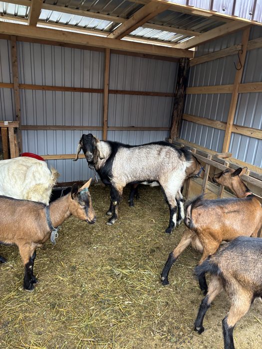 Tap disponibil pentru montă