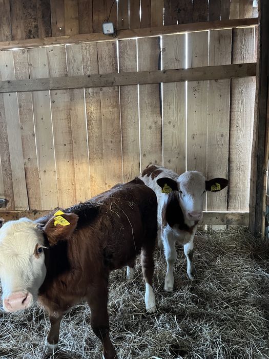 Vând 2 vitele.                .