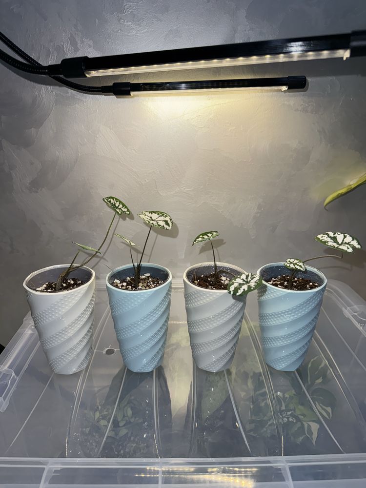 Клубни Каладиум " Humboldtii mini white"