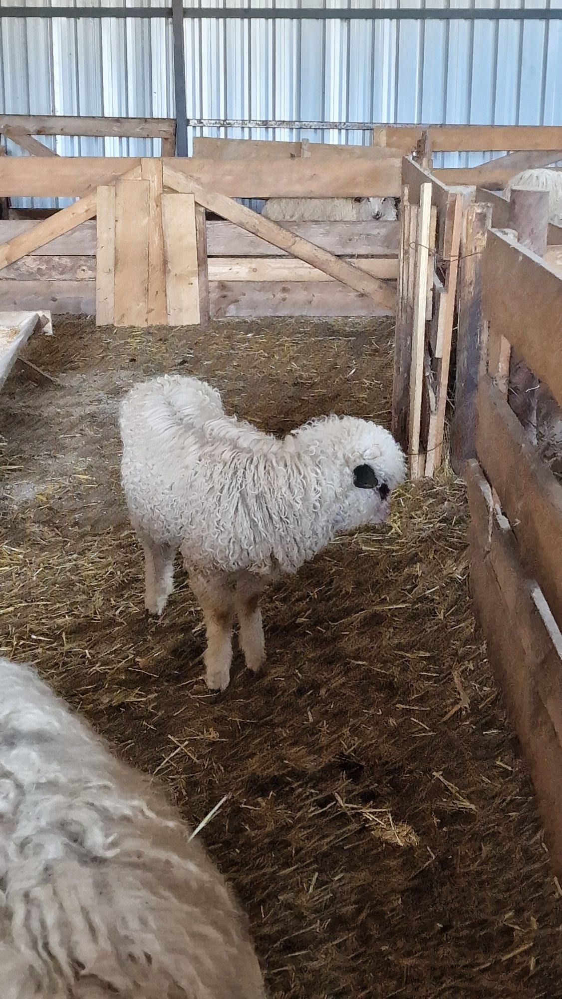 Vând Masă pentru Paște.