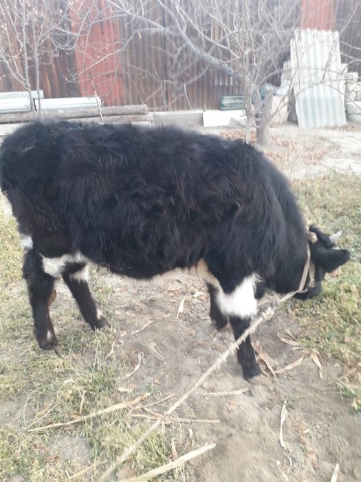 Сиыр сатылады, 2 бас