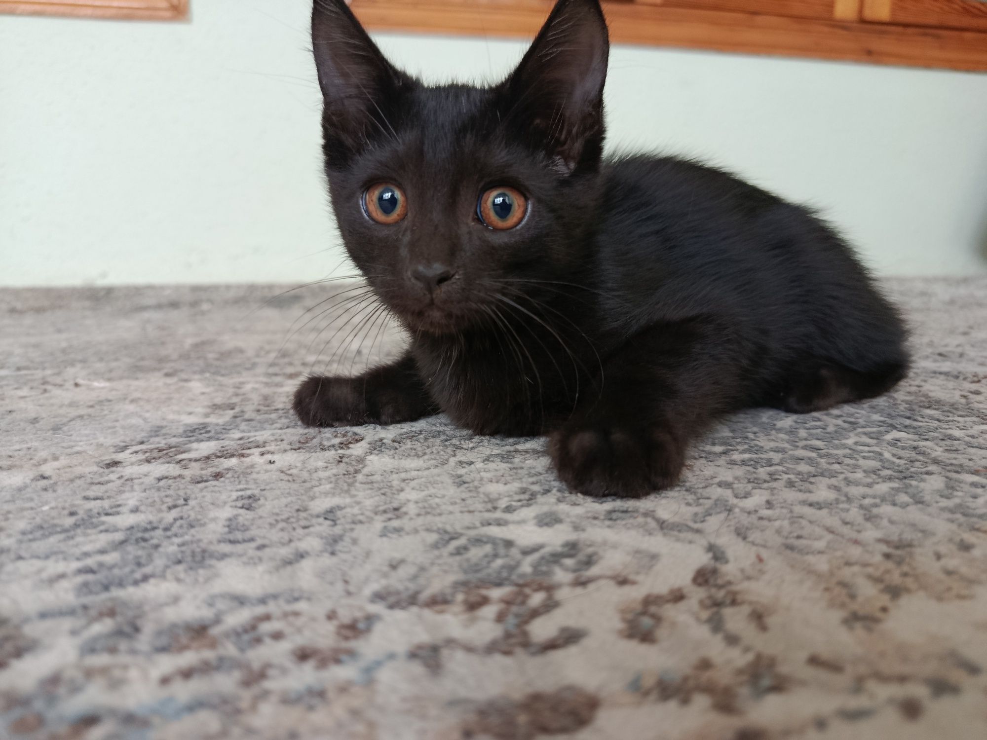 Котята бесплатно