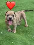 Mascul amstaff merle