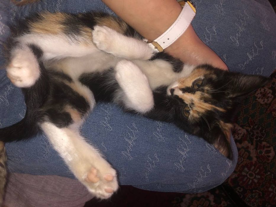 Mushuk bolalari hadiyaga beriladi