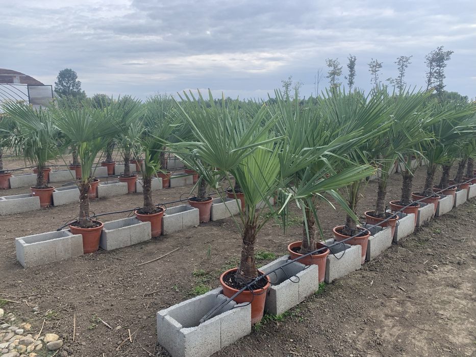 Palmier Tracycarpus Fortunei