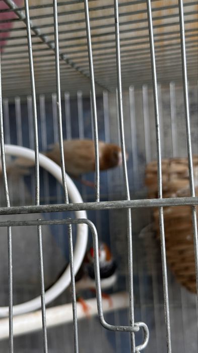 Zebre australiene , canar , pescarus