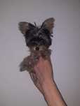 Yorkshire terrier fetița
