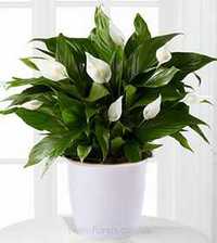 Отличный Комнатный цветок для подарка Спатифилиум ( Женское счастье )